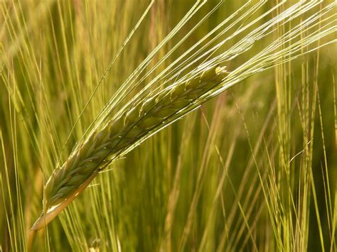 ¿Cuáles son los Beneficios de la Hierba de Cebada Para La Salud?