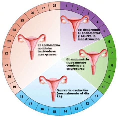 Cuáles son los días fértiles | Remedies for menstrual cramps, Menstrual ...