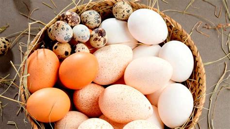 ¿Cuáles son los diferentes tipos de huevos por categorías?
