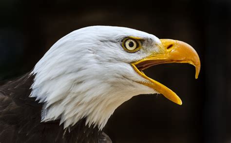 ¿Cuáles son los diferentes tipos de picos en las aves ...