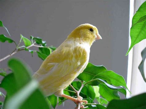 Cuáles son los mejores pájaros para tener como mascota Mascotalia