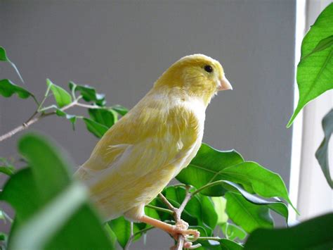 Cuáles son los mejores pájaros para tener como mascota ...