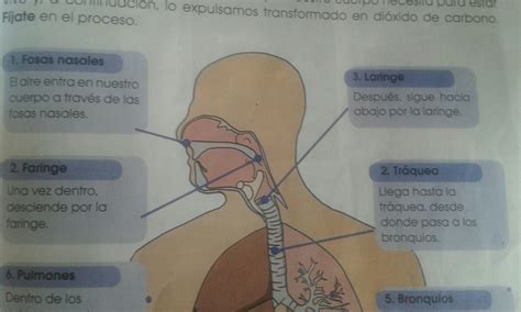 cuáles son los órganos del sistema respiratorio y sus funciones ...