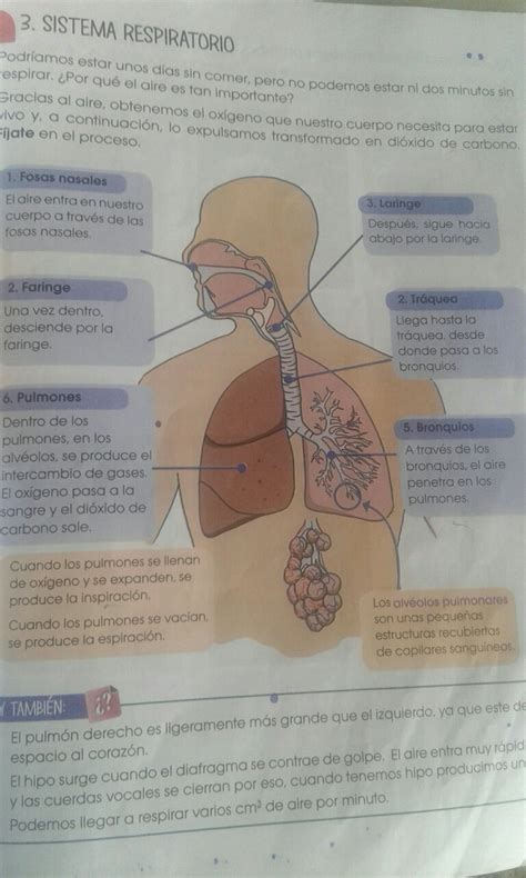 cuáles son los órganos del sistema respiratorio y sus funciones ...