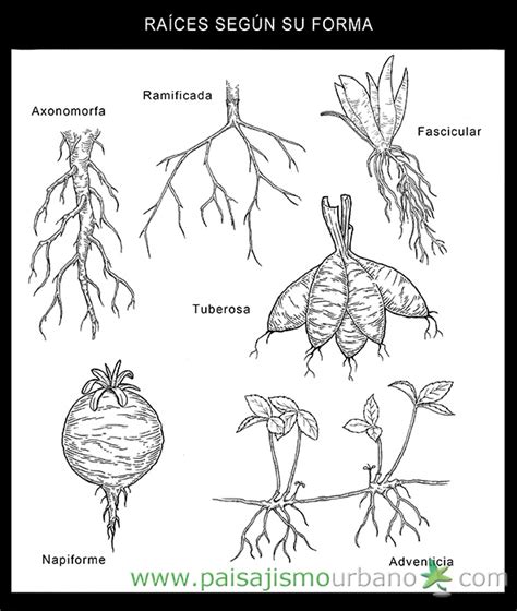 ¿Cuáles son los tipos de raíces que existen?
