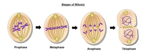 Cuáles son los tres principales propósitos de la mitosis?   Lifehacks ...