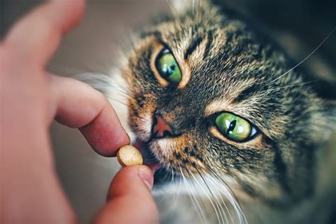 ¿Cuándo administrar metronidazol para gatos?   Mis Animales