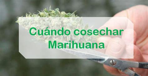Cuándo cosechar marihuana【Tructos y secretos para tu cultivo】
