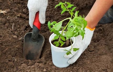 Cuándo plantar tomates, pepinos y pimientos al aire libre: términos y ...