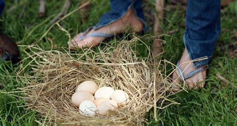 ¿Cuándo producen huevos las gallinas Leghorn?