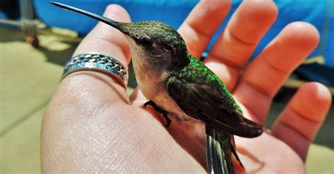 Cuando veas un colibrí, significa que un alma amada ha venido a ...