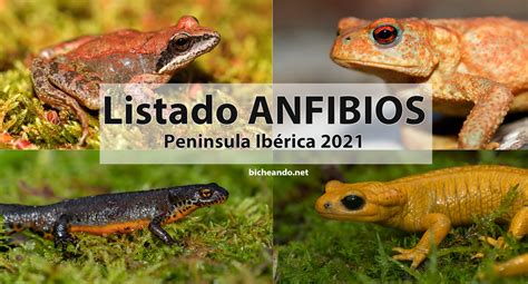 ¿Cuántas especies de anfibios hay en la Península Ibérica ...