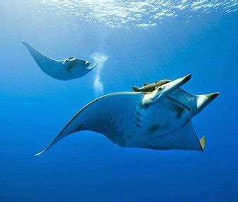 ¿Cuantas Especies de Animales Viven en el Mar? 【Queanimal ...