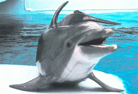 ¿Cuántas especies de delfines hay?