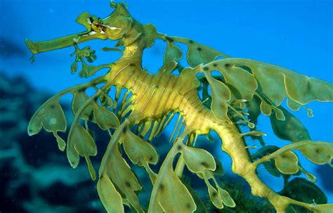 Cuántas especies de dragón de mar existen – Sooluciona