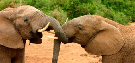 ¿Cuántas especies de elefantes hay? Diferencias entre ...