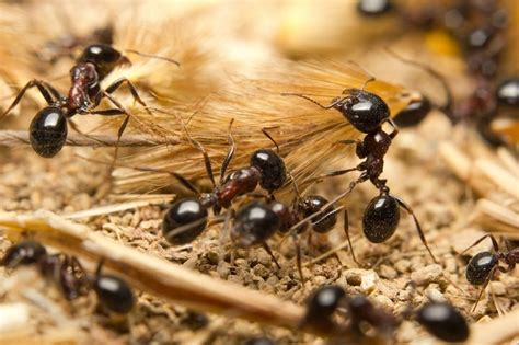 ¿Cuántas especies de hormigas hay en el Planeta?, y seguro ...