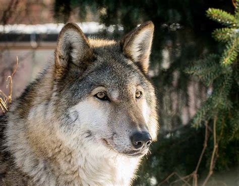 ¿Cuántas especies de lobos hay en el mundo? | Tipos de lobos