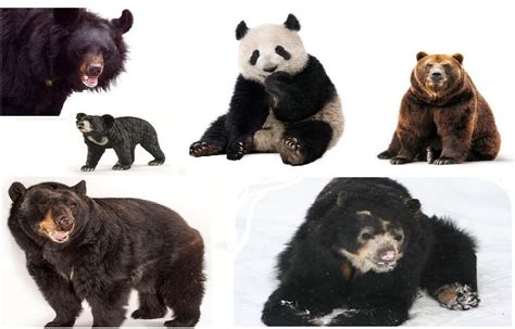 cuantas especies de osos hay en el mundo y cuanto viven ...