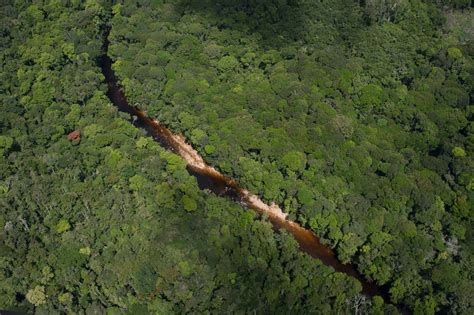 ¿Cuántas especies de plantas hay realmente en el Amazonas ...