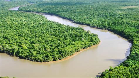 ¿Cuántas especies de plantas hay realmente en el Amazonas?