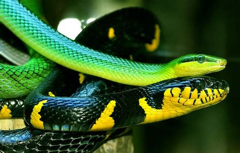 Cuántas especies de serpientes existen en el mundo ...