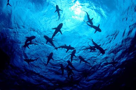 ¿Cuántas especies de tiburones existen? | ¿Qué tipos de ...