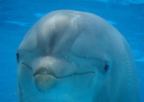 ¿Cuántas especies hay de delfines? : Cómo dónde Cuando y ...