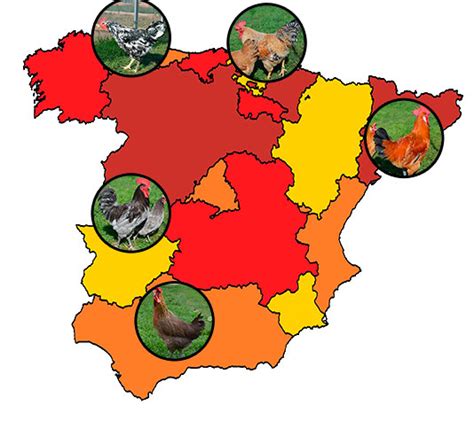 Cuántas razas de gallinas autóctonas tenemos en España