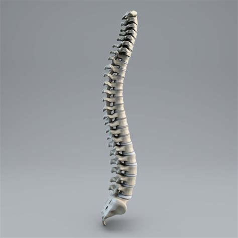¿Cuántas vértebras tiene la columna vertebral? ️ ...