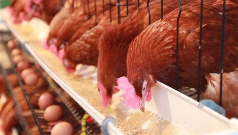 Cuanto alimento consume una gallina ponedora  Consumo de alimento de la ...