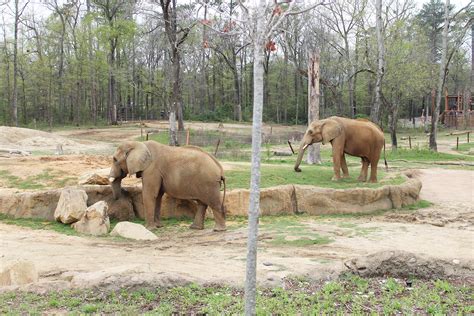 ¿Cuánto cuesta el zoológico en Alabama??   startupassembly.co