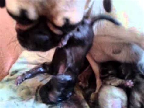 Cuanto Dura El Embarazo De Un Perro Pug   Noticias del Perro