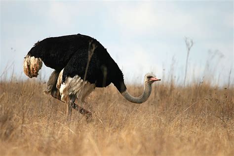 ¿Cuánto mide el cuello de un avestruz? | Longitud del ...