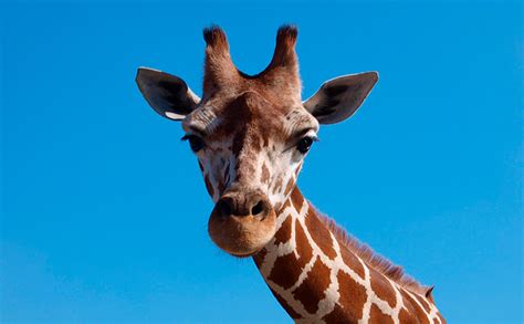 ¿Cuánto mide el cuello de una jirafa? | Altura del cuello ...
