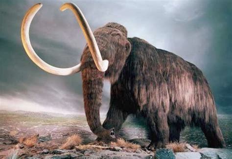 Cuanto pesaba el mamut