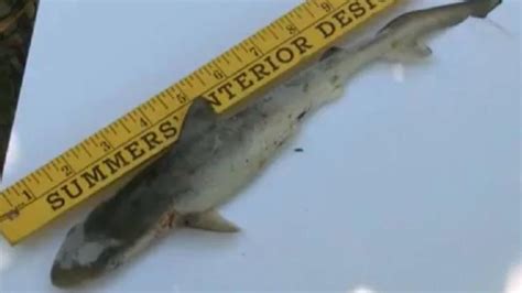 Cuanto puedes llegar a medir realmente los tiburones ...