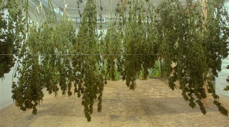 ¿Cuánto tarda en Crecer una Planta de Marihuana? Aquí...
