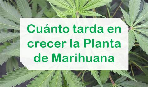 ¿Cuánto tarda en crecer una planta de marihuana?【Etapa por ...