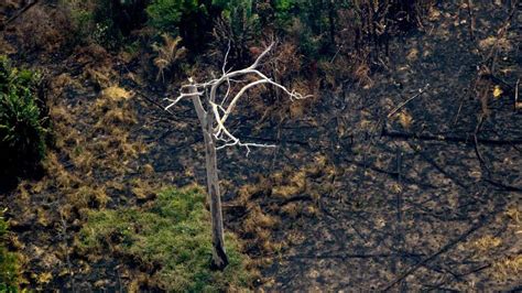 ¿Cuánto tardará en regenerarse el Amazonas tras los incendios?