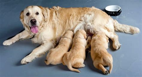 Cuanto Tiempo Dura El Embarazo De Un Perro Labrador ...