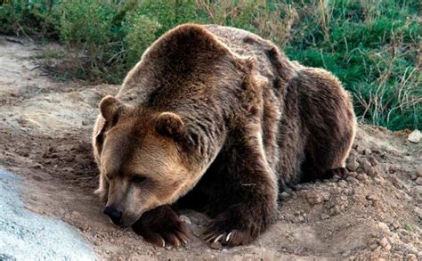 ¿Cuánto tiempo hibernan los osos? | Hibernación de los osos