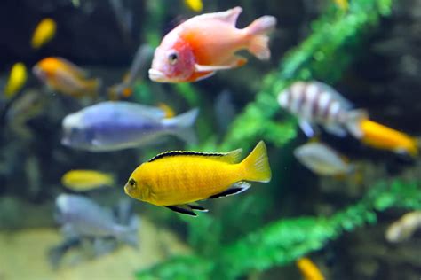 ¿Cuánto tiempo viven los peces en tu acuario?   Mis Animales