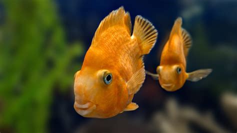 ¿Cuánto tiempo viven los peces en una pecera casera?