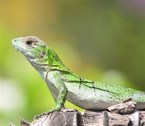 Cuánto vive una Lagartija y otros reptiles | Lagartijas, Animales ...