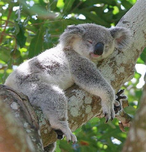 Cuanto Viven Los Koalas y Que Comen | Cuanto Viven