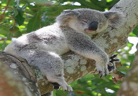 Cuanto Viven Los Koalas y Que Comen | Cuanto Viven
