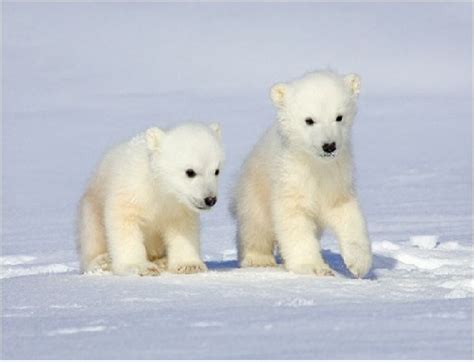 ¿Cuanto Viven Los Osos Polares y a Que Temperatura ...