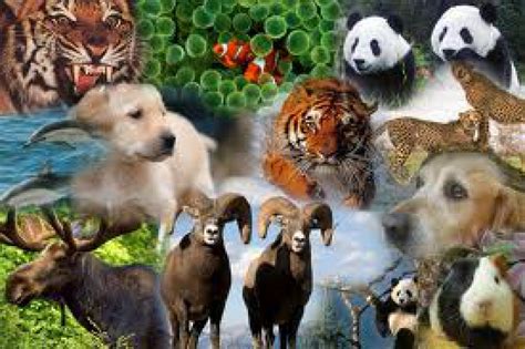 ¿Cuantos animales hay en el mundo?   Cocupo