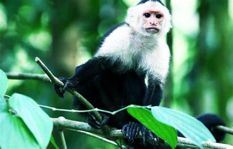 Cuántos años vive el mono cariblanco – Sooluciona